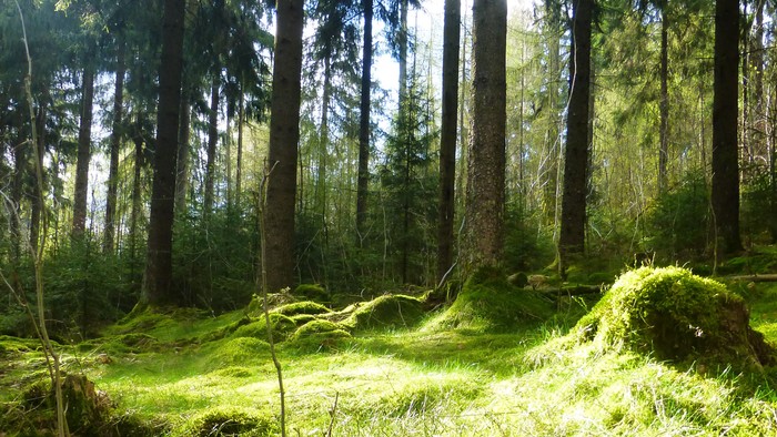 Wald