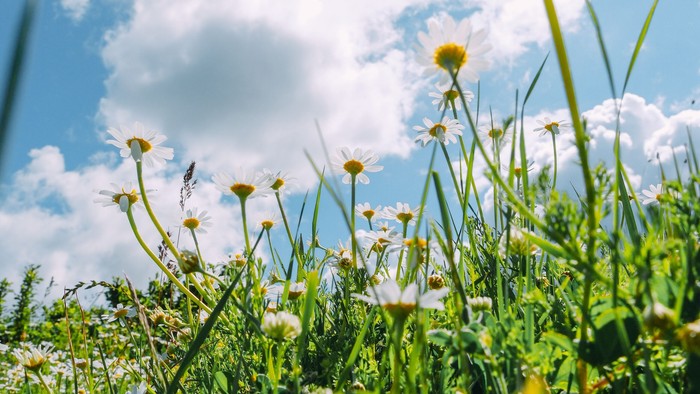 Lyse tusindfryd blomstrer livligt på en frodig grøn mark under en klar, solrig himmel.