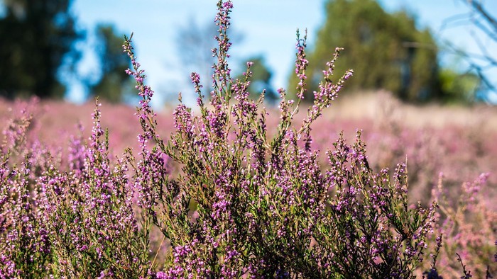 Heide, Natur