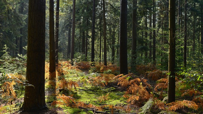 Das Foto zeigt einen Nadelwald mit bemoostem Boden und kleineren Farnen und Sträuchern.