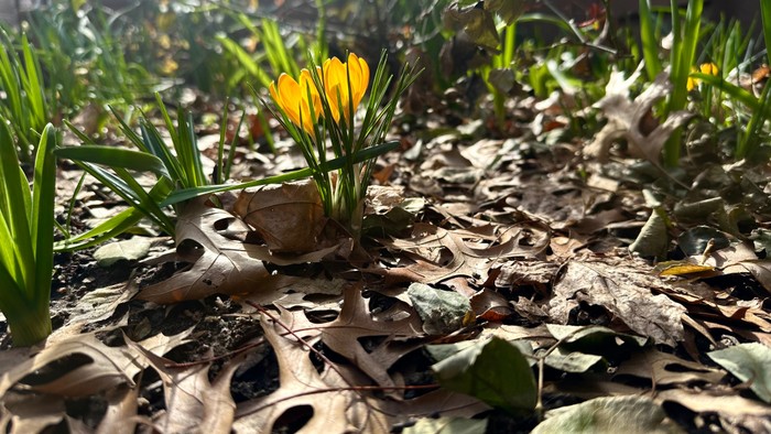 En lille fug på jorden ved en blomst.
