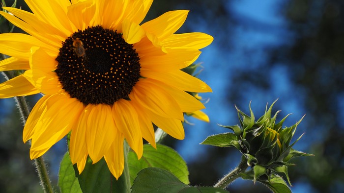 Eine leuchtend gelbe Sonnenblume vor grünem Blattwerk und blauem Himmel