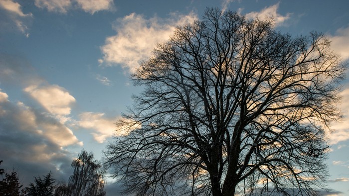 Et nøgent træ står som en silhuet mod en dramatisk, farverig tusmørkehimmel med spredte skyer.