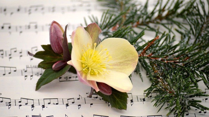 En gul blomst og en grøn gren ligger på noterblade
