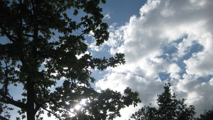 Das Sonnenlicht fällt durch die Bäume vor einem teilweise bewölkten Himmel und schafft eine ruhige Naturstimmung.