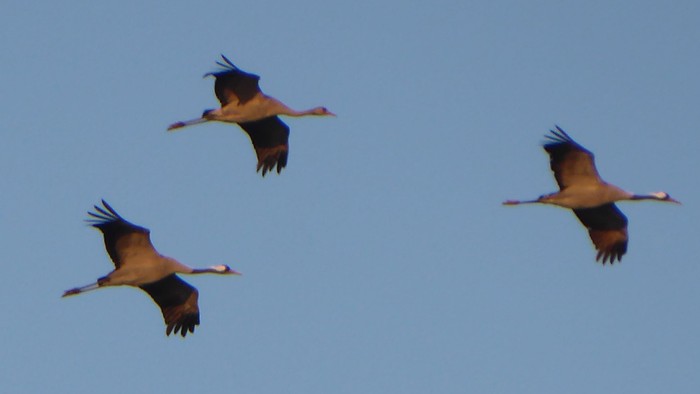 Drei Störche gleiten elegant im Flug vor einem klaren blauen Himmel dahin.