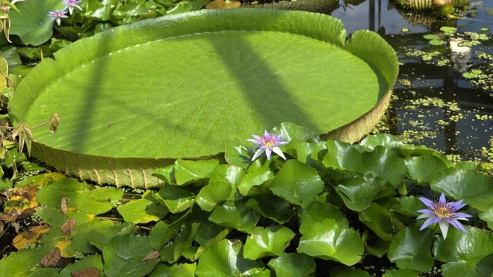 Weite grüne Seerosen schwimmen auf einem ruhigen Teich, umgeben von zarten violetten Blüten.