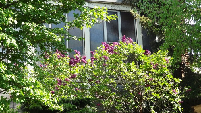 Ein blühender Garten vor einem Haus mit großen Fenstern