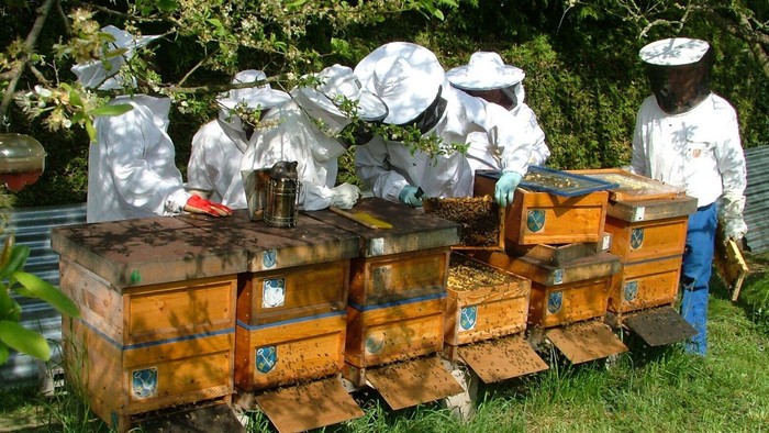 Apiculteurs en tenue de protection inspectant et s'occupant de plusieurs ruches d'abeilles à miel en plein air.