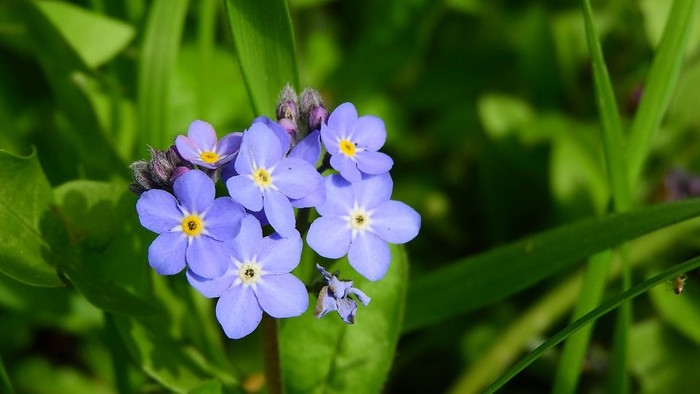 Små blå blomster med gule midter i grønne blade