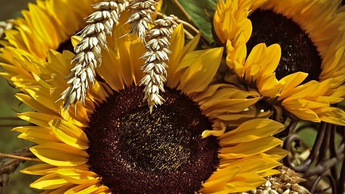Guldsener blomster i fuld blomstring