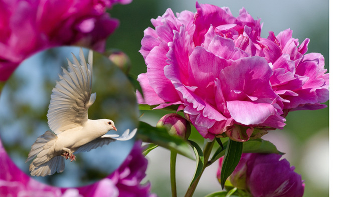 Eine anmutige weiße Vogel schwebt nahe üppiger, blühender rosa Pfingstrosen in einer üppigen Gartenlandschaft.
