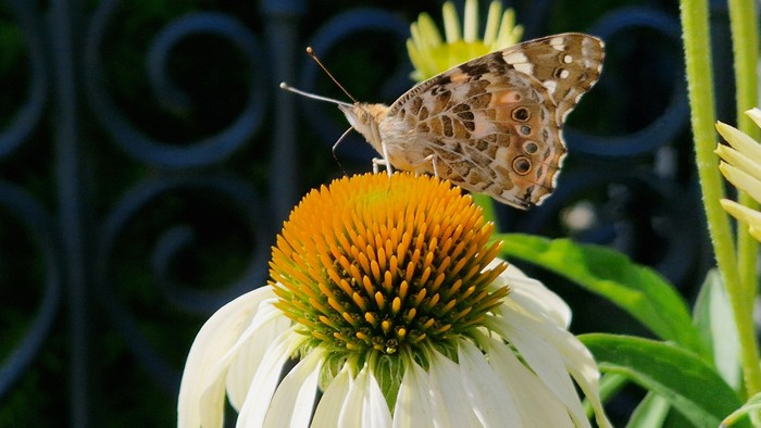 Sommerfugl i solhat 