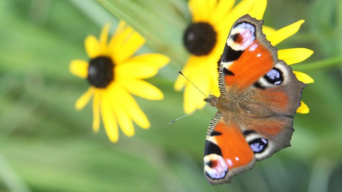 Ein Pfauenauge-Schmetterling sitzt zierlich auf leuchtend gelben Blüten mit grünem Laub.