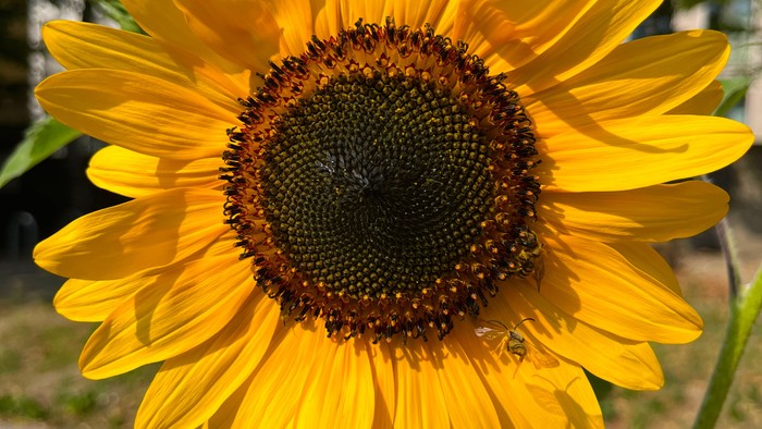 gelbe große Blume in der Sonne