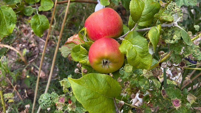 Zwei reife rötliche Äpfel hängen an einem kleinen Apfelbaum