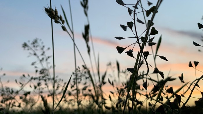 Hohe Gräser vor Sonnenuntergang