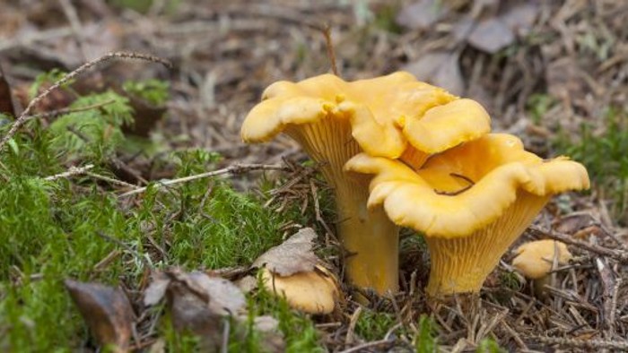 Gul champignon i græs.