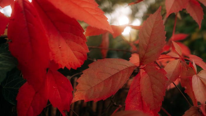 Rotes Herbstlaub