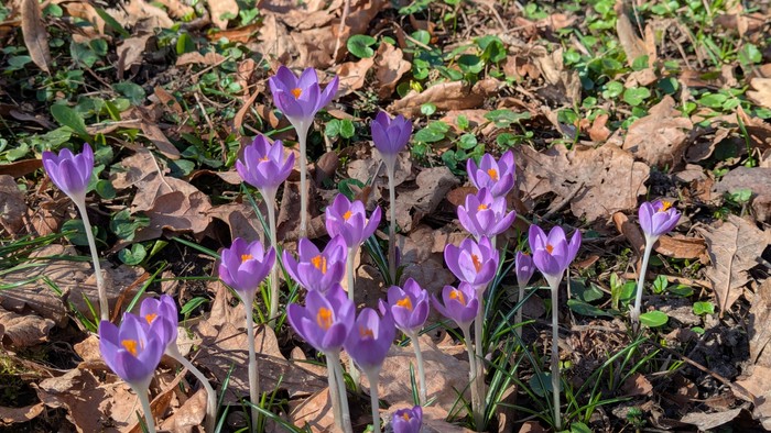 Krokusse