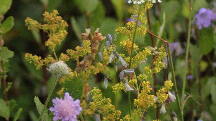 Vilde blomster trives i frodigt grønt med klynger af gulgrønne skærme og sarte lilla blomster.