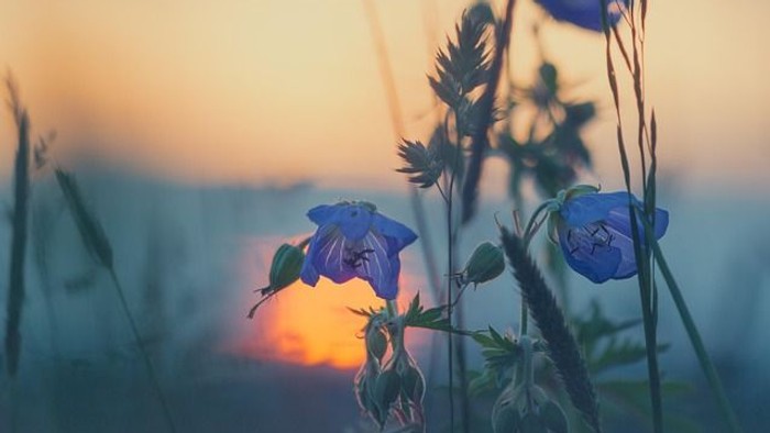 „Blau schimmernde Blumen zeichnen sich als Silhouetten vor dem leuchtenden Abendrot eines friedlichen Wiesengrunds ab.“