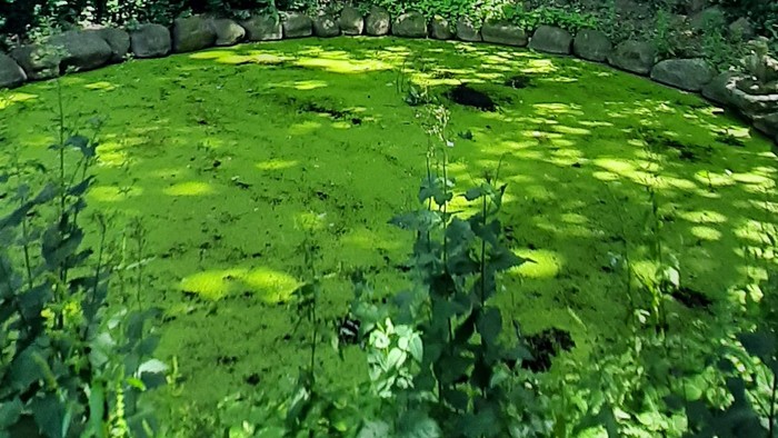 Blick auf einen kleinen mit Algen überschwemmten Teich. Ringsum sind grüne Bäume durch die die Sonne scheint.