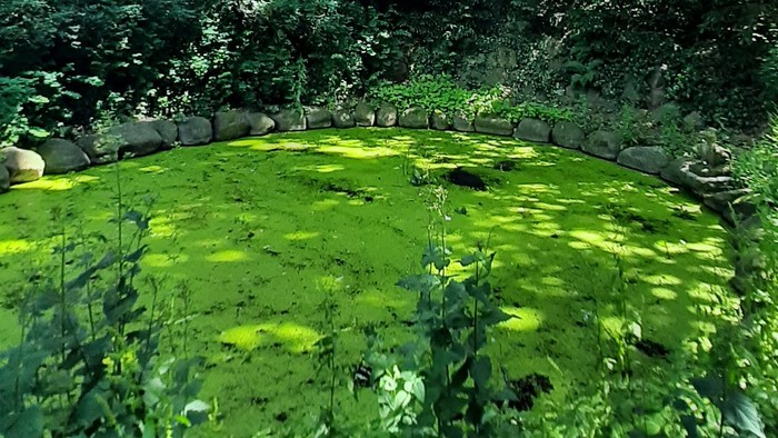 Blick auf einen kleinen mit Algen überschwemmten Teich. Ringsum sind grüne Bäume durch die die Sonne scheint.