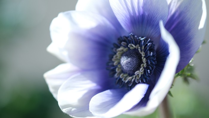 Et blømt, lilla anemone med mørkeblå midte.