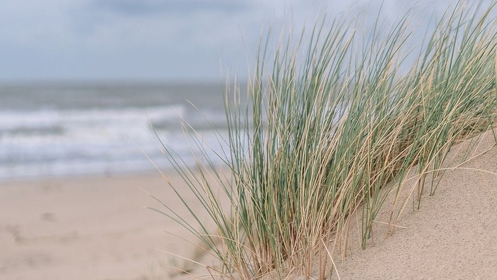 Hohes Strandgras wächst auf einer sandigen Düne nahe einer ruhigen Meeresküste unter bewölktem Himmel.