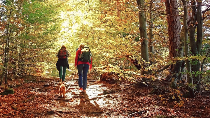 Zwei Wanderer mit einem Hund erkunden einen malerischen Herbstwaldweg, umgeben von goldenem Laub.
