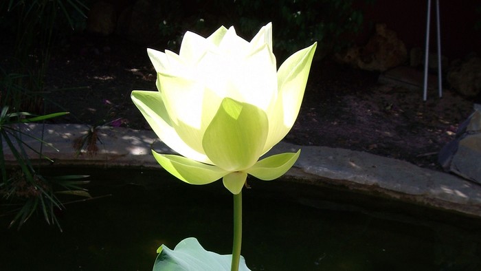 Eine leuchtend weiße Lotusblume erblüht elegant über grünen Blättern in einem ruhigen Teich.