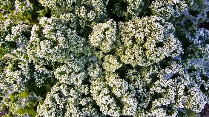 Das Bild zeigt Grünkohl auf dem Feld mit Frost darauf.