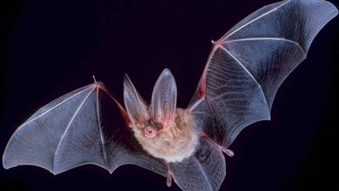 Eine Fledermaus mit breiten Flügeln im Flug vor einem dunklen Hintergrund, die ihren pelzigen Körper und ihre membranartigen Flügel zeigt.