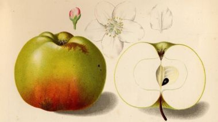 historische naturkundliche Zeichnung eines Apfels
