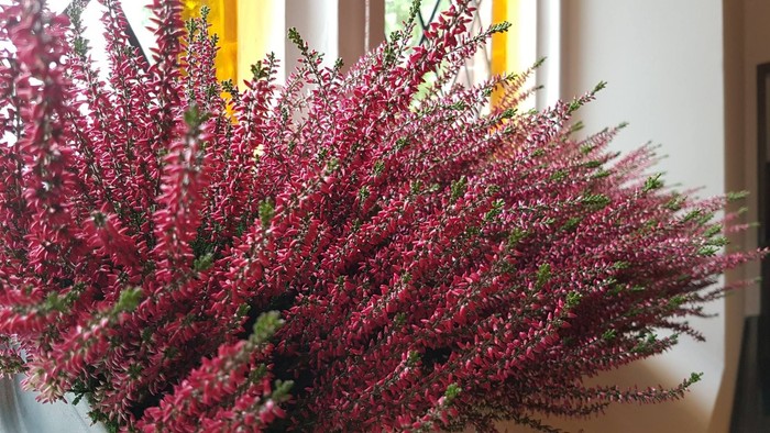 En stor buske med rødviolette blomster ved vinduet
