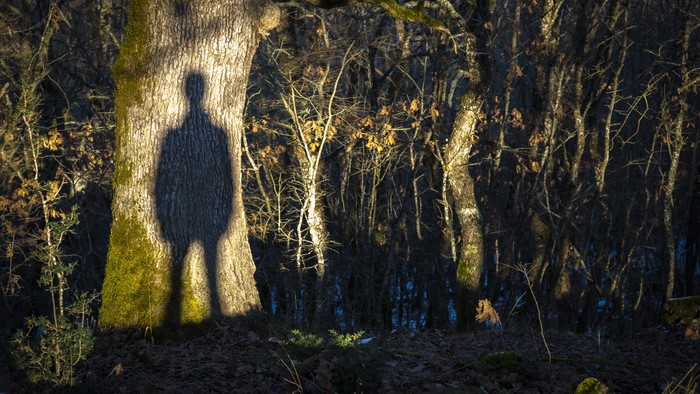 Ein Schatten einer Person, die zwischen sonnenbeschienenen Bäumen in einem dämmrigen Wald steht.