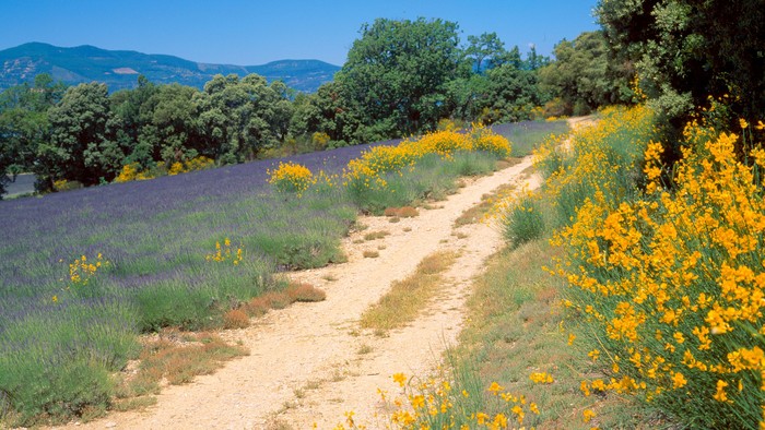 Ein gewundener Feldweg durch leuchtenden Lavendel und gelbe Wildblumen mit grünen Hügeln in der Ferne.