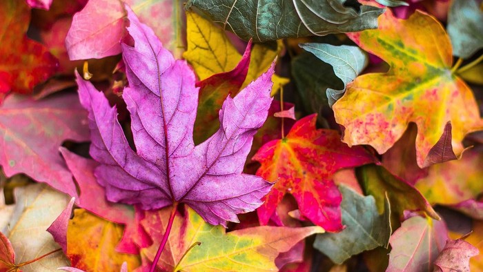 Bunte Herbstblätter in leuchtenden Farben
