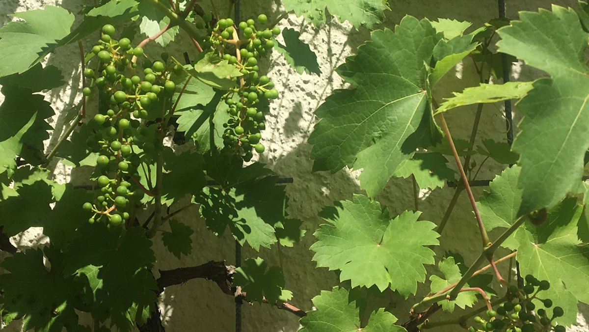 Krabbelgruppe Weinträubchen