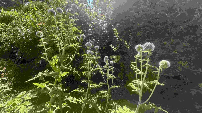 Wilde Blumen mit kugelförmigen Samenständen wachsen zwischen felsigem Gelände im hellen Sonnenlicht.