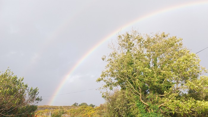 Ein Regenbogen spannt sich über eine ländliche Straße, umgeben von Bäumen und Büschen.