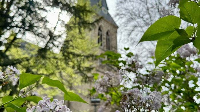 Ein malerischer Kirchturm, eingerahmt von blühenden Fliederbüschen und üppigem grünem Laub.