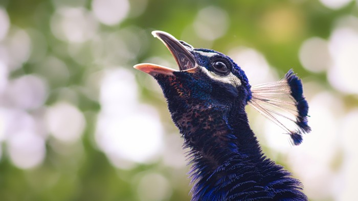 Ein farbenprächtiger Pfau mit offenem Schnabel vor grünem Hintergrund