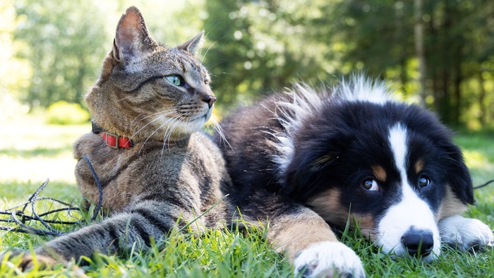 Eine Katze und ein Hund liegen im Gras und schauen in die Kamera