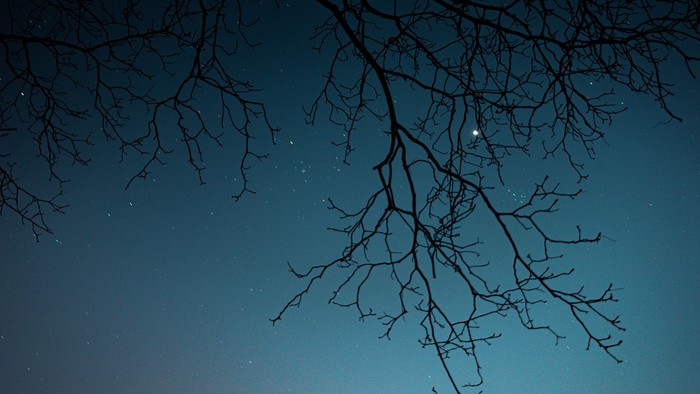 Kahle Baumzweige vor sternenklarer Nacht