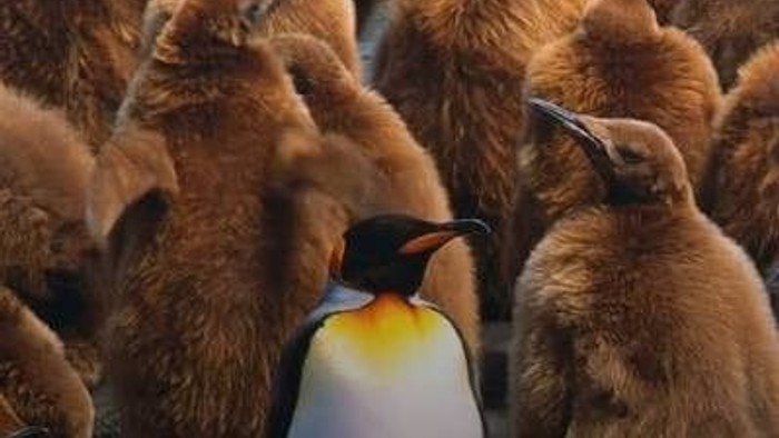 Pingu 2