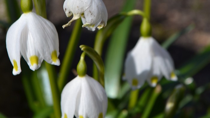 Smukke hvide krokus i grønne græs.