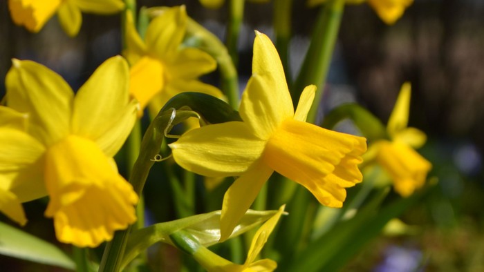 Lysende gule påskeliljer i blomst, livlige mod grønne blade og en sløret baggrund.