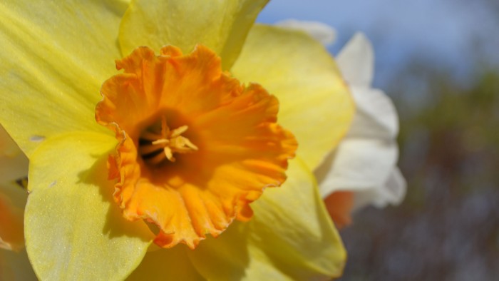 En gul og orange narcis, nært op til en hvid narcis